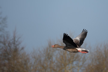 greylag goose flies at low altitude over a small pond in spring