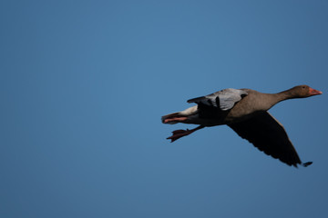 greylag goose flies at low altitude over a small pond in spring