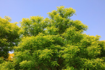 crown of Sophora tree in blue sky
