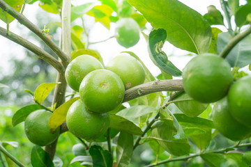 Green lime on tree in orgaic plantation
