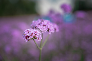 Purple Verbena spreads all over the mountains