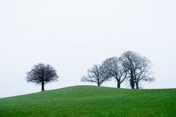 Obraz premium Winter tree row on hill under storm sky on horizon UK