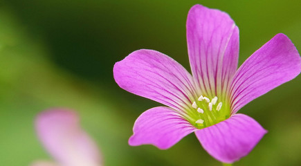 pink flower