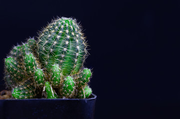 Closeup cactus isolate on black background