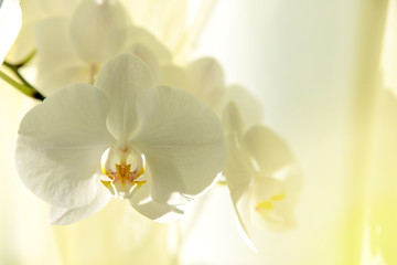 Obraz na płótnie Canvas Beautiful white orchids on a delicate yellow background. White Phalaenopsis Orchid.