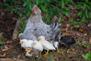 Maman poule et ses petits poulets