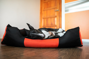 old bull terrier dog resting in a soft pet bed indoors