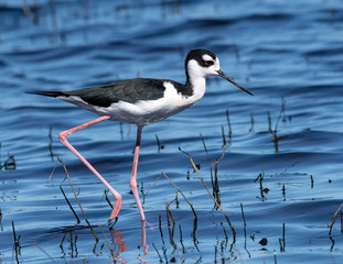 Black-necked Stilt