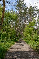 Fototapeta na wymiar Country road in the spring pine forest.