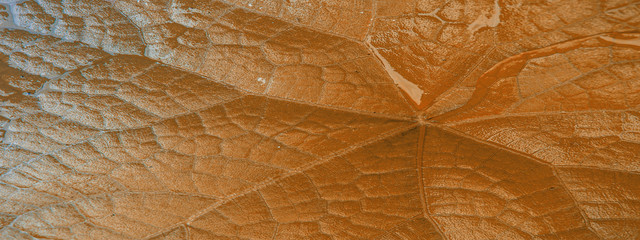 texture of a leaf