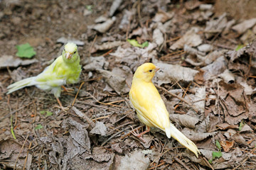 White jade birds in the natural state