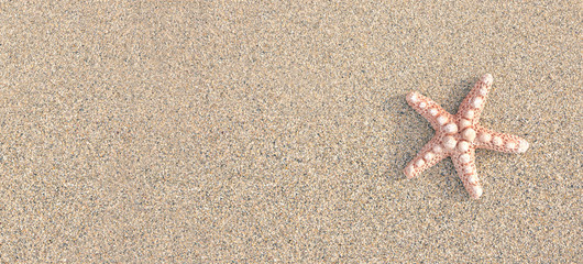 Top view to starfish on the beach sand background and free space.summer time banner background.