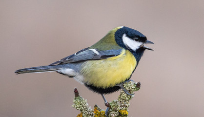 Great Tit