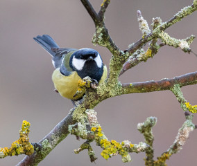 Great Tit