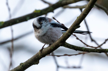 Long-tailed Tit