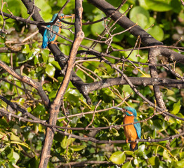 Pair of Kingfishers