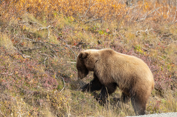 Grizzly Bear in Denali National Park Alaska in Autumn