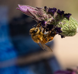 Honey Bees