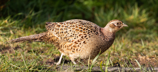 Hen Pheasant