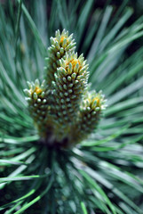 Green pine twigs with needles and new brown buds, top view, soft blurry background