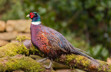 Cock Pheasant