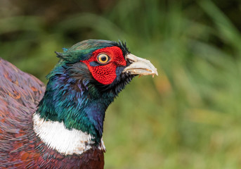 Cock Pheasant