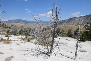 Yellowstone toter Baum