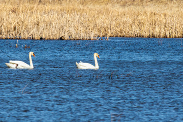 Mute Swan (Cygnus Olor) 0225