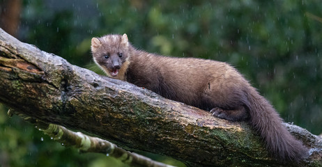 Pine Marten