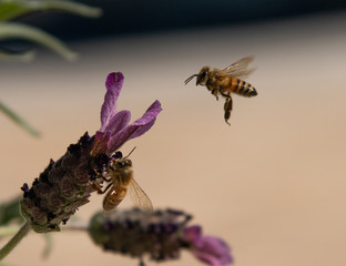 Honey Bees