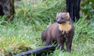 Pine Marten
