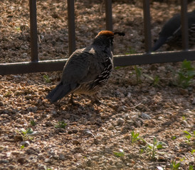 Gamble quail