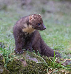 Pine Marten