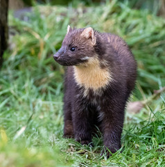 Pine Marten