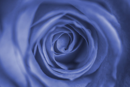 Close up delicate pale blue rose bud. Macro image. Fresh beautiful flower as expression of love and respect for postcard and wallpaper