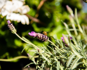 Spring time honeybee