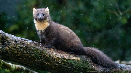 Pine Marten