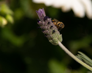 Spring time honeybee