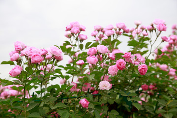 Fototapeta na wymiar Roses in the botanical garden