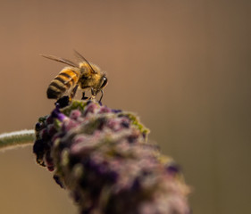 Spring time honeybee