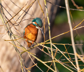 Kingfisher