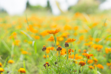 Orange calendula flowers field