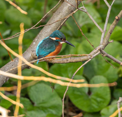 Kingfisher