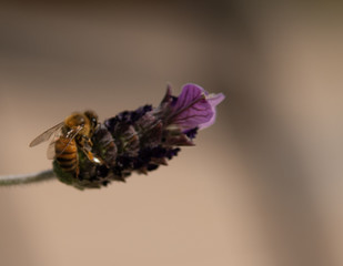 Spring Honeybees