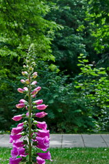 The purple foxglove flower or  Digitalis purpurea in the public garden, Sofia, Bulgaria   © vili45