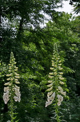 The white foxglove flower or  Digitalis purpurea in the public garden, Sofia, Bulgaria   © vili45