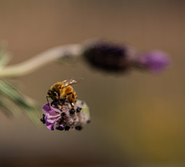 Spring Honeybees