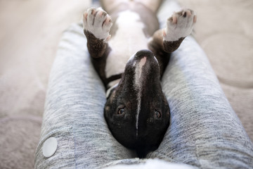 bull terrier dog lying upside down on owner lap indoors