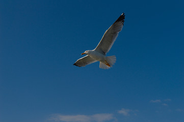 seabird scanning the horizon for prey