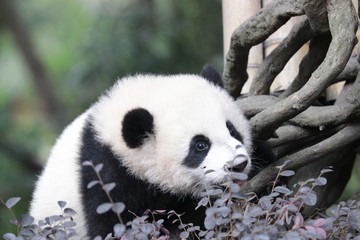 Fototapeta premium Little Curious Baby Panda is Exploring the Playground, Chengdu, China